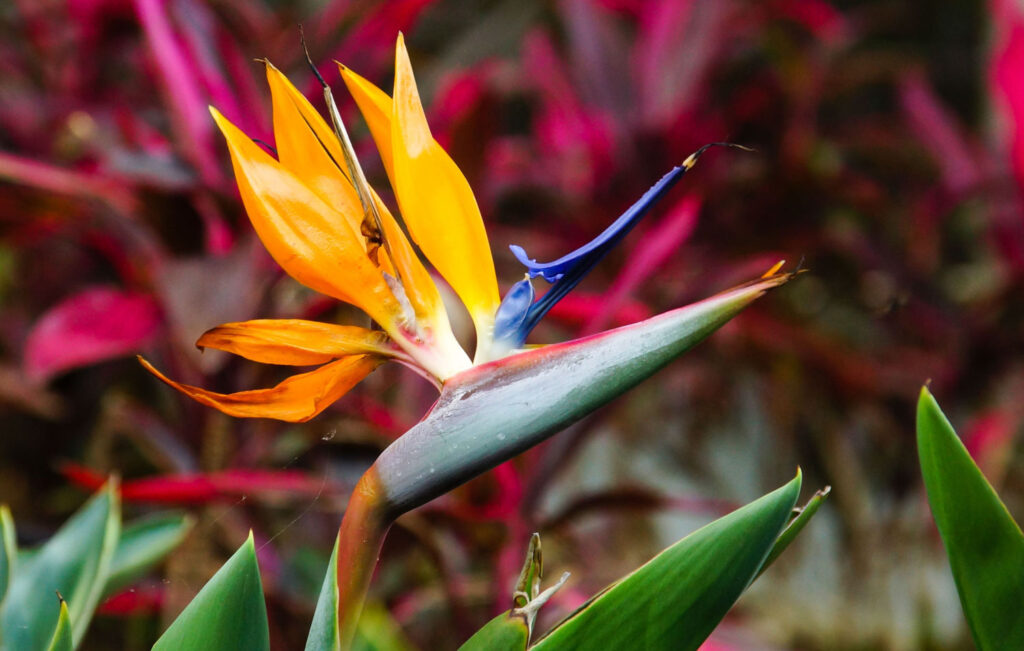 exotische bloem met kleuren focus stacking