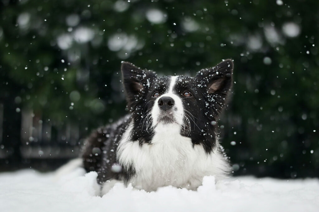 hond in de sneeuw