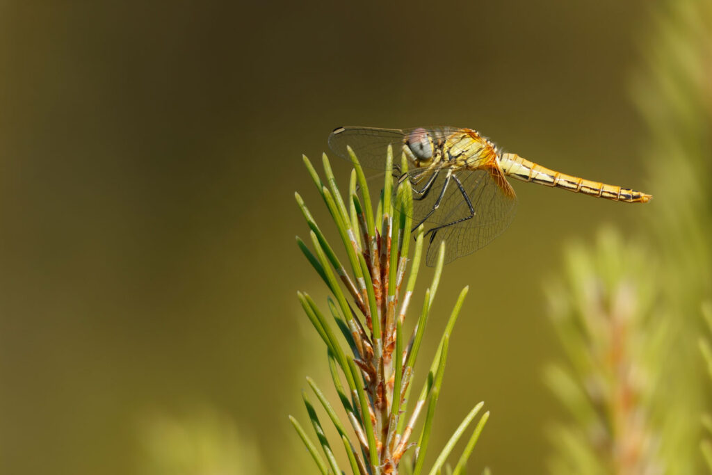 Focus stacking van insecten libel