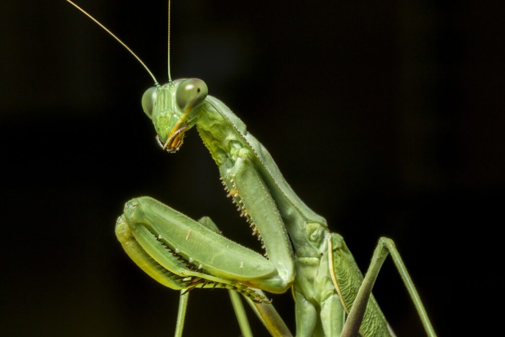 insecten bidsprinkhaan