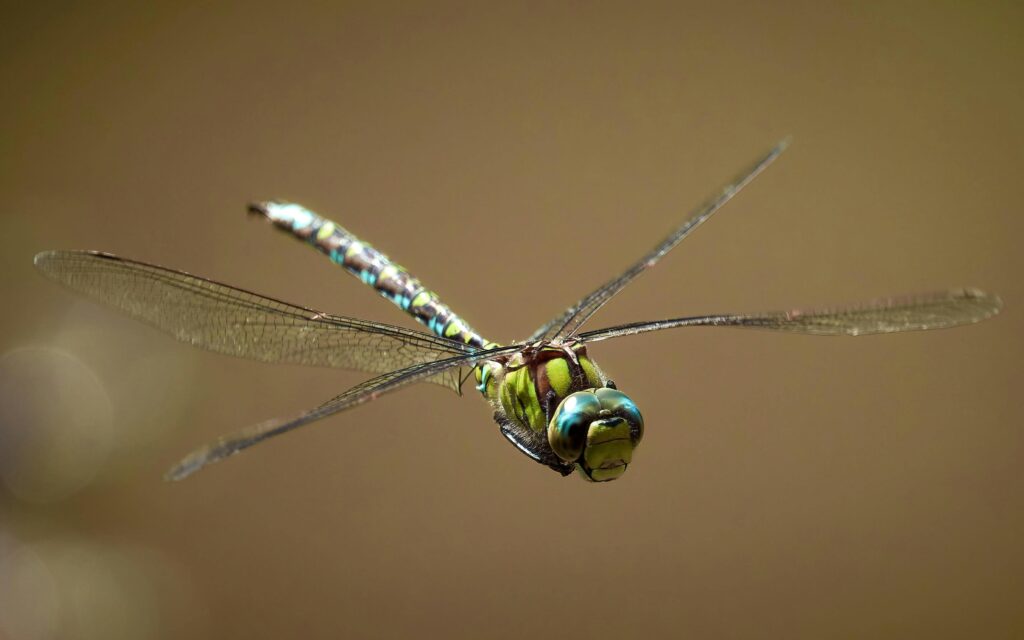 libel als voorbeeld van insecten fotografie