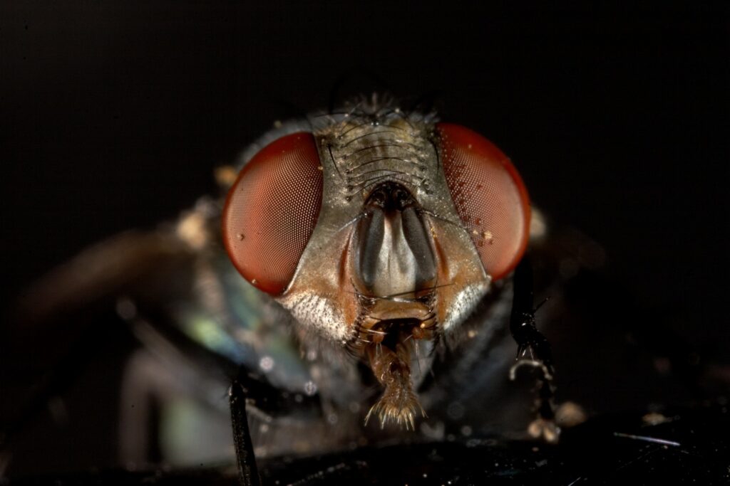 insecten zoals vliegen zien er prima uit op een zwarte low key achtergrond