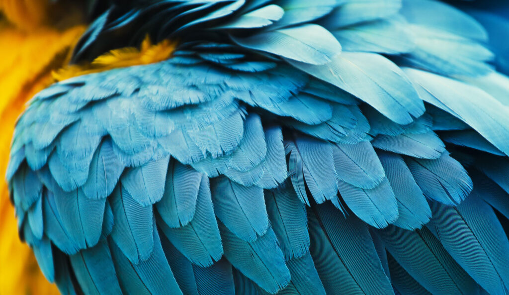 close-up macro beeld van een macaw papegaai