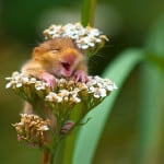 Andrea Zampatti, The laughing dormouse