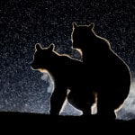 Bence Mate, Caught in the Act