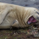 Brian Valente, laughing seal