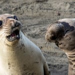 George Cathcart, WTF?