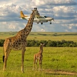 Graeme Guy, Outsourcing seatbelt checks