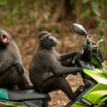 Katy Laveck Foster, Monkey Escape