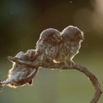 Tibor Kercz, Help !!!