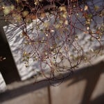 Pentax-FA 35mm f/2