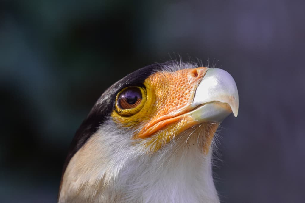Oordeel: Kuifcaracara