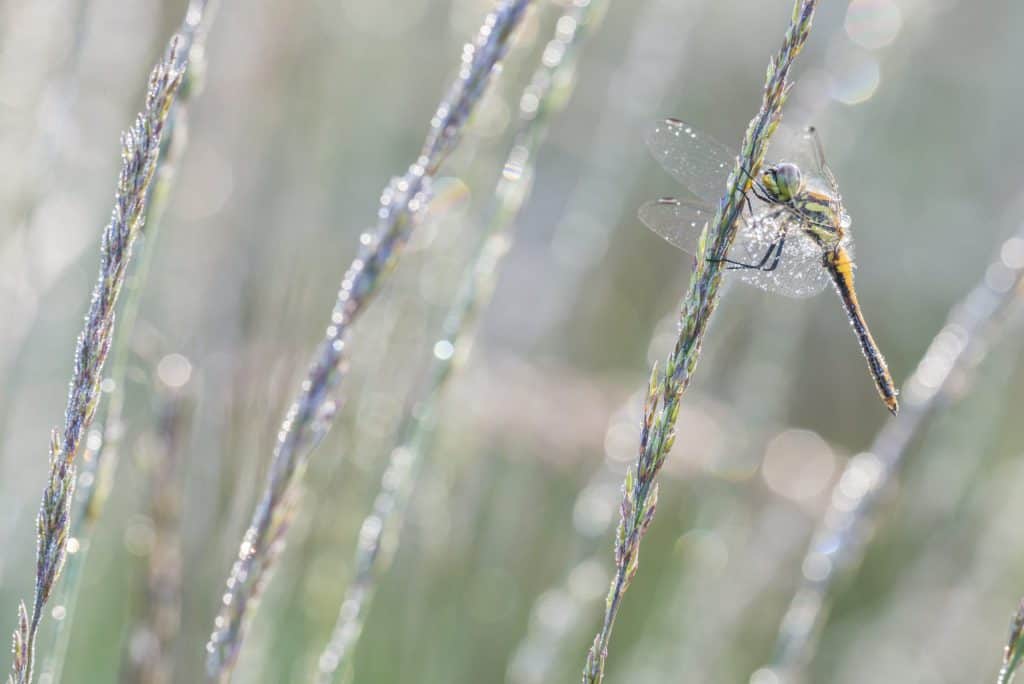 libel met hoog diafragma