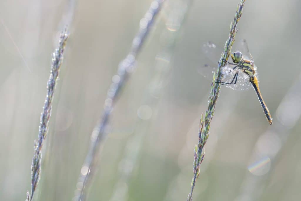 libel met laag diafragma