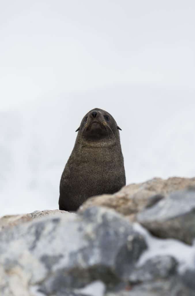 Zeehond met stenen in de voorgrond