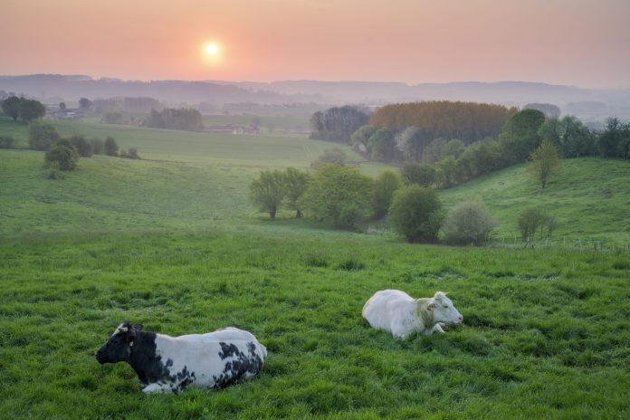 Voorgrond achtergrond Natuurfotografie Bart Heirweg