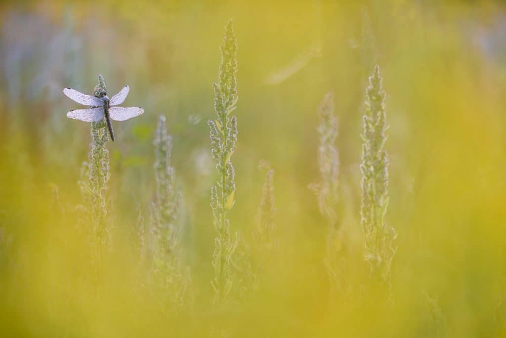 libel met blad op voorgrond