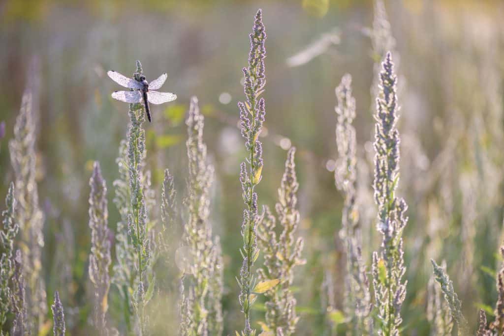 libel met uitgebreide achtergrond