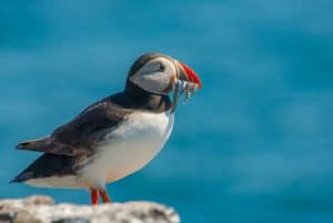 Papegaaiduiker Farne Islands