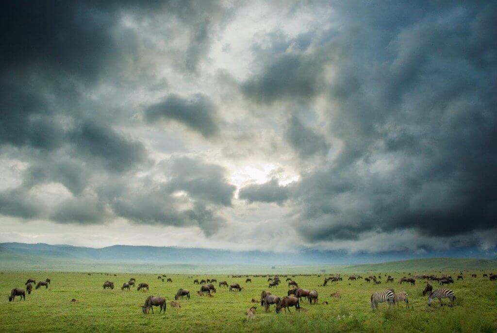 Tanzania safari fotografie