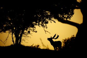 Damherten Edwin Giesbers