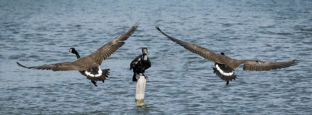 vogels