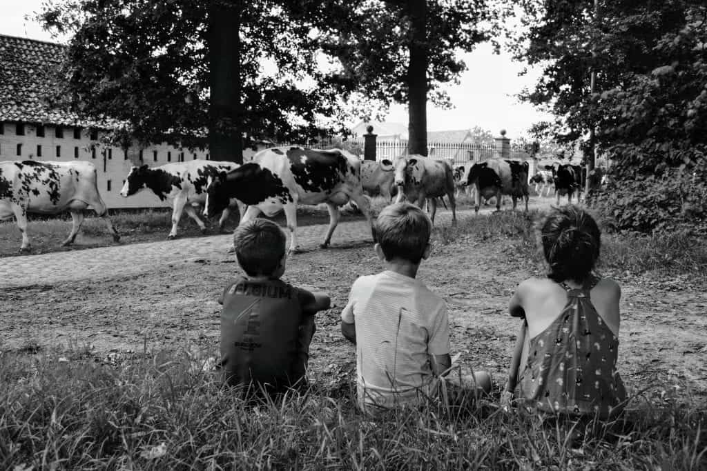 boerderij