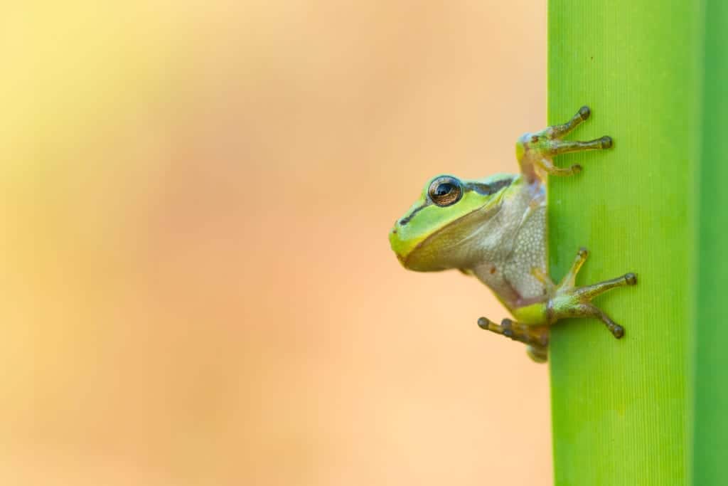 Amfibieën Edwin Giesbers
