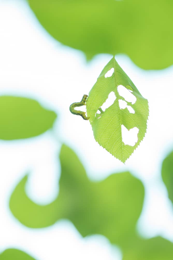 Rupsen Edwin Giesbers