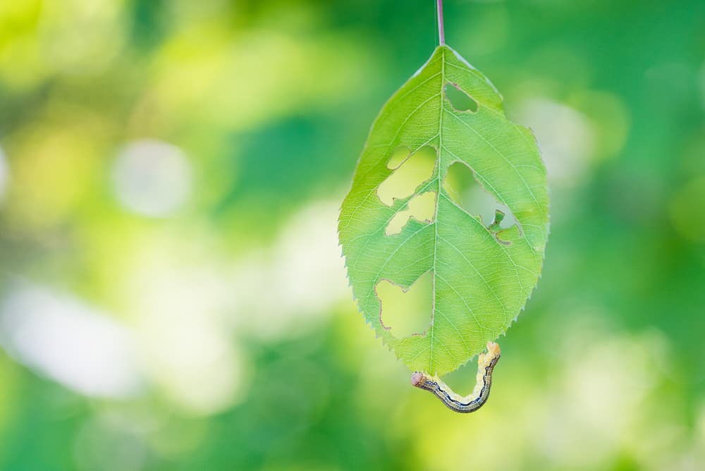 Rupsen Edwin Giesbers