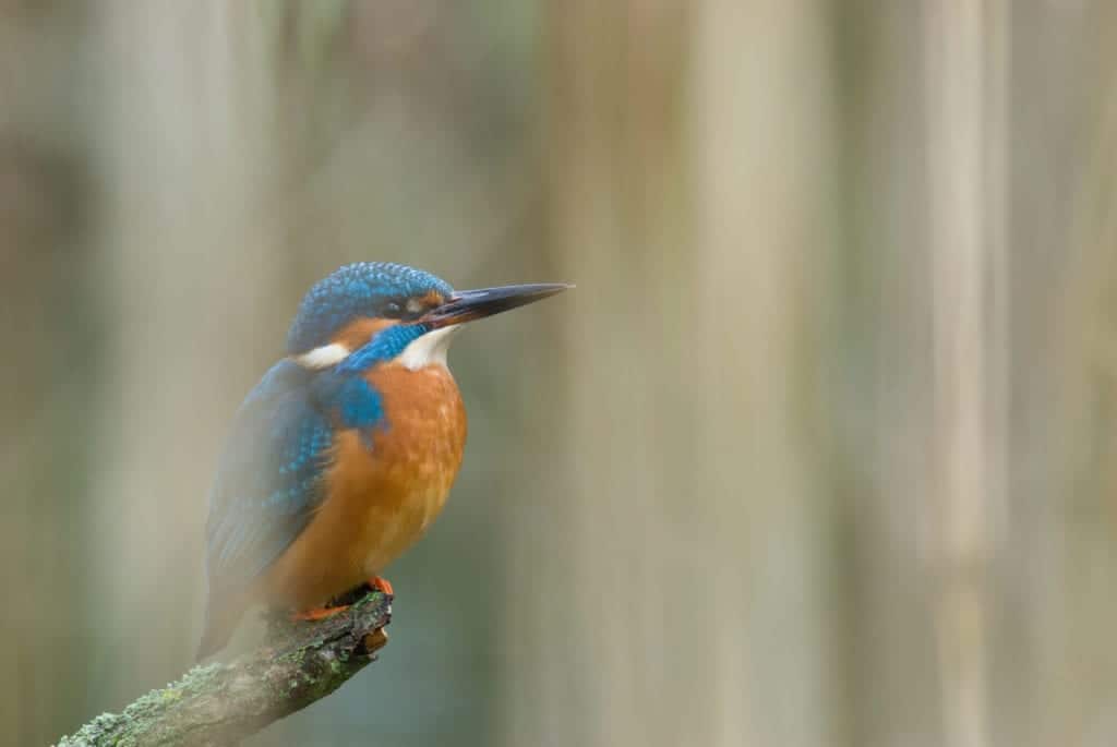 Edwin Giesbers winterfotografie