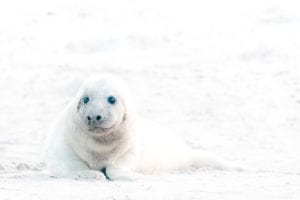 Zeehonden Edwin Giesbers