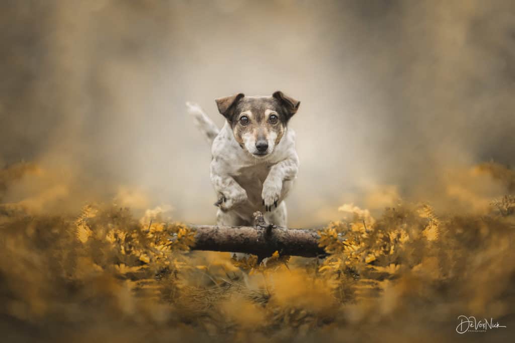 Hond in actie