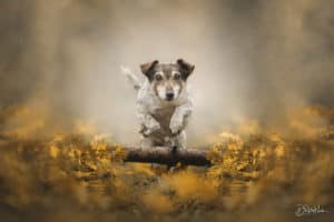 Hond in actie