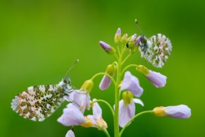 bloemen fotograferen met vlinder