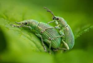 Marc De Schuyter Macrofotografie