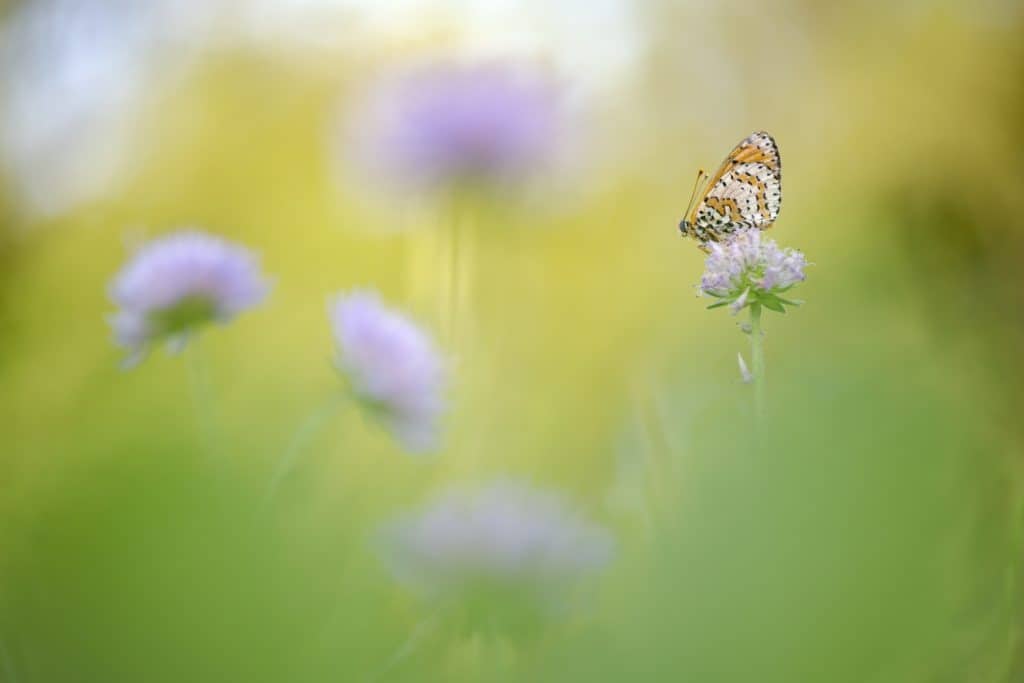Macrofotografie BHE