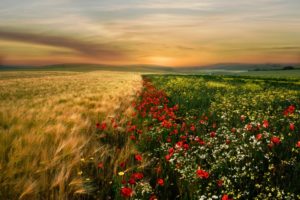 graanveld en bloemen op fotoreis
