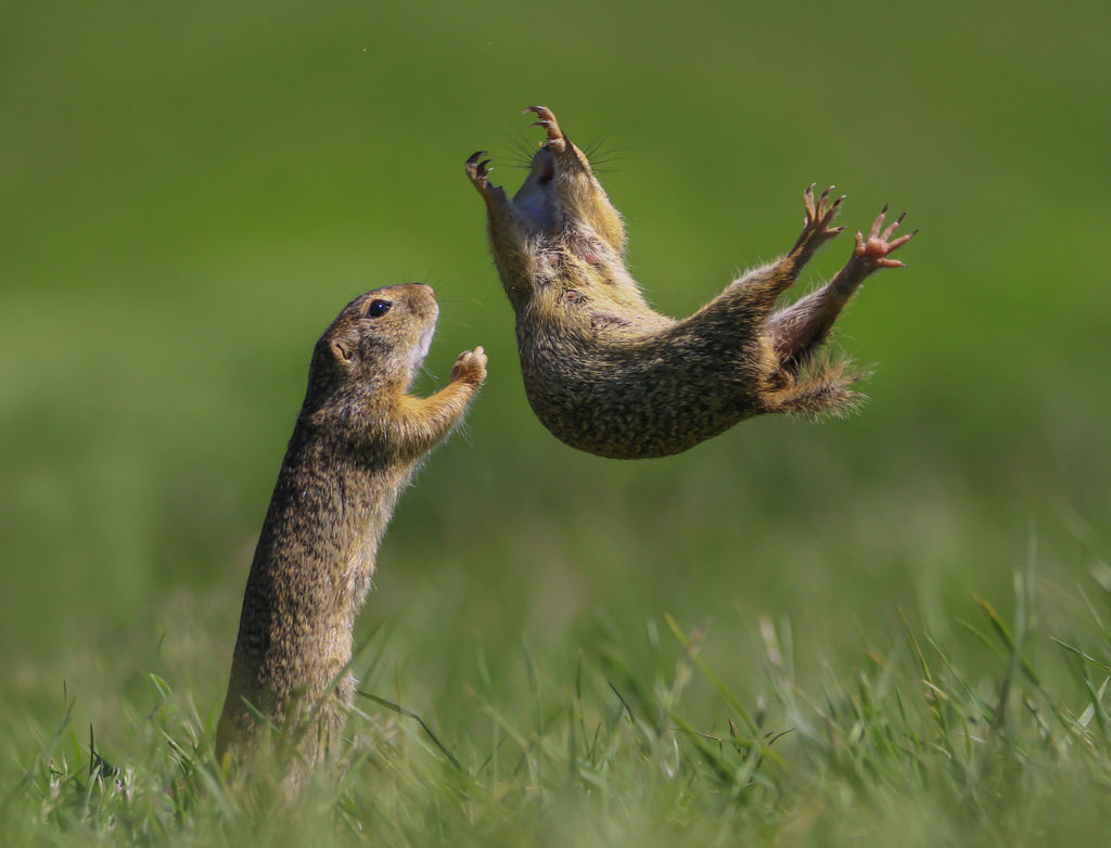 Comedy Wildlife Photography