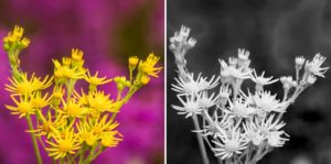 zwart-wit fotografie