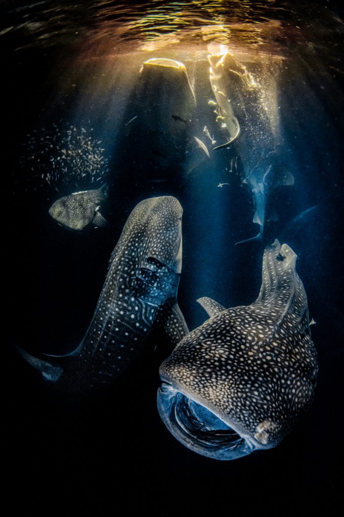 beste onderwaterfoto