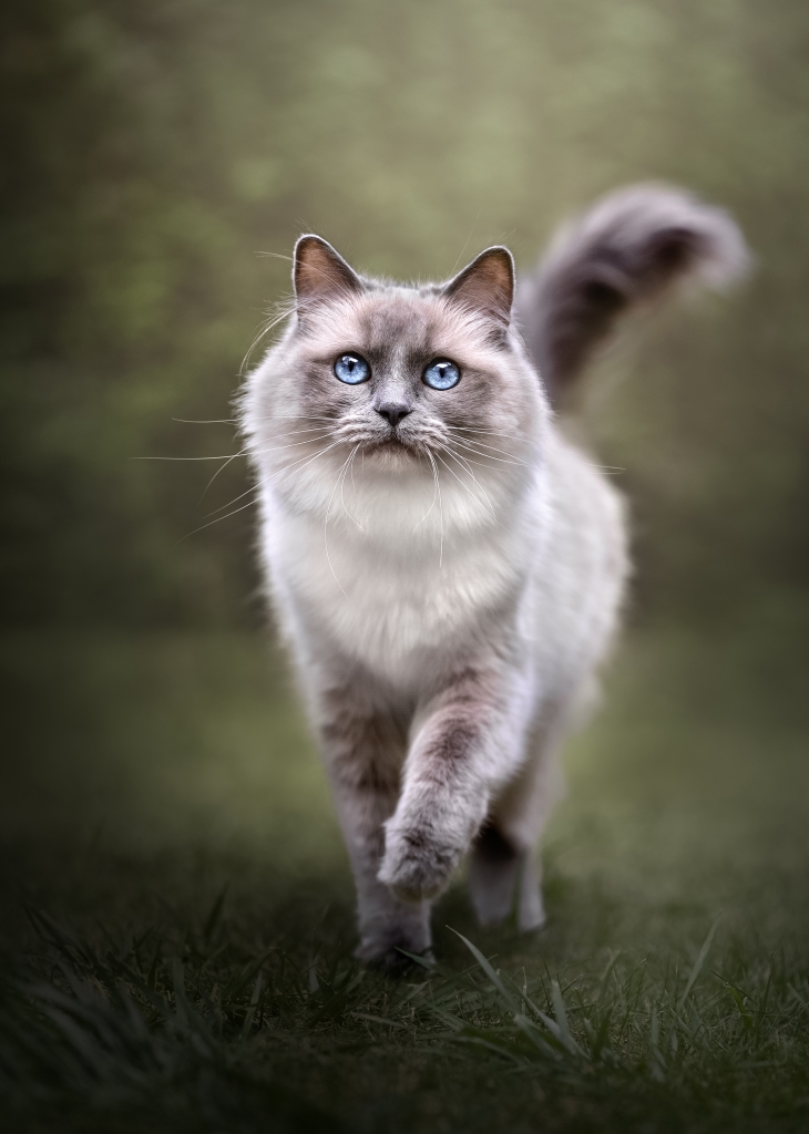 grijze kat met groene achtergrond