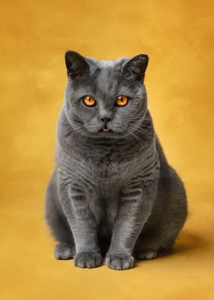 © Kat De Laet zwarte kat op gele achtergrond