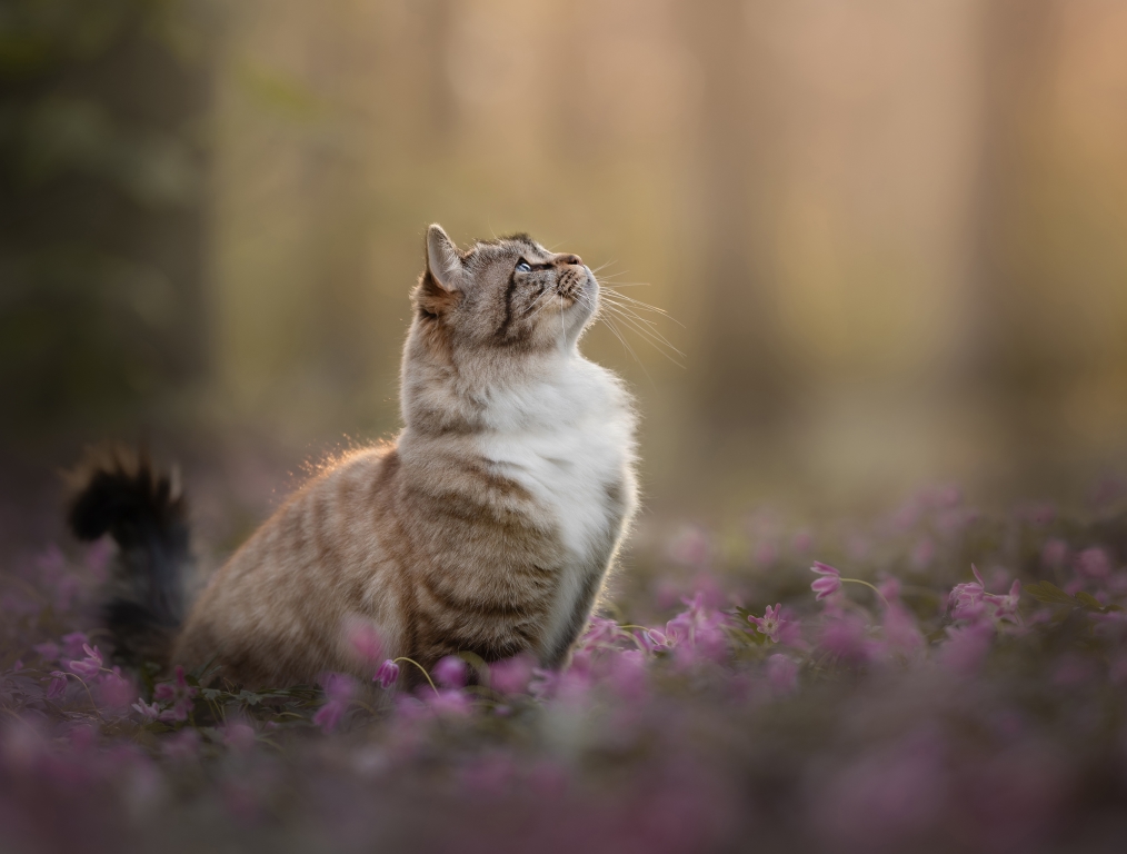 foto van kat in lavendel © Kat De Laet