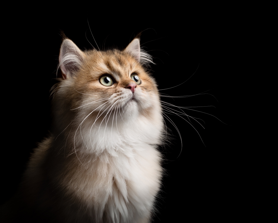 Foto van een kat door © Kat De Laet