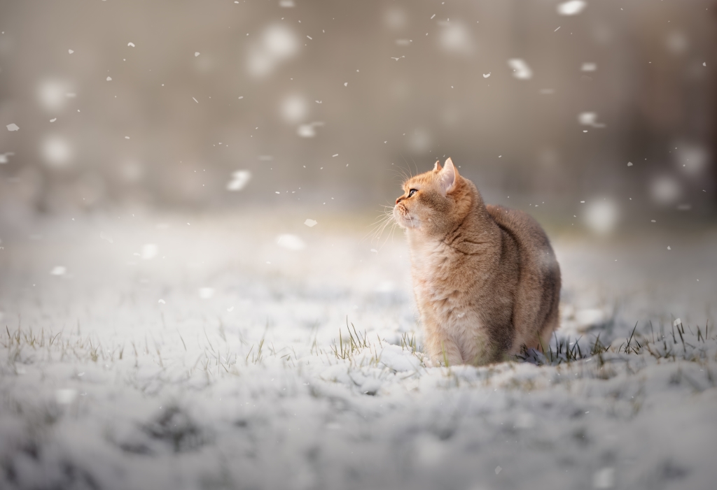 kat in de sneeuw