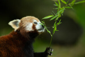 workshop dierenfotografie