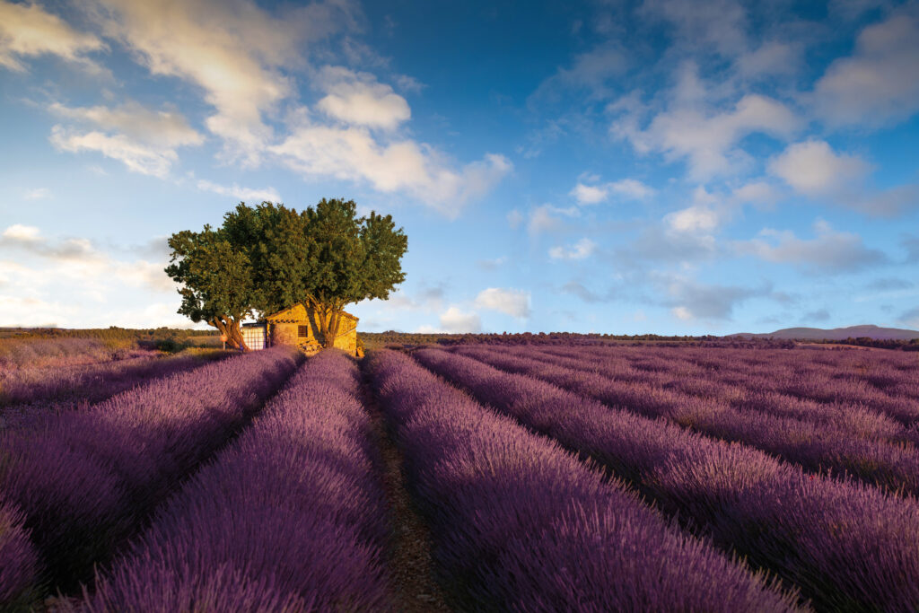 landschap van lavendel met blauwe lucht en boom in de verte