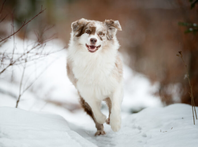 Australian Shepherd playing outside in the Snow