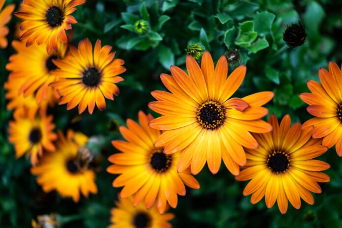 bloemen voorbeeldfoto 24-50mm